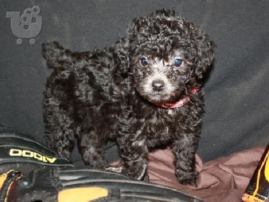 Όμορφη κουτάβια Poodle παιχνιδιών